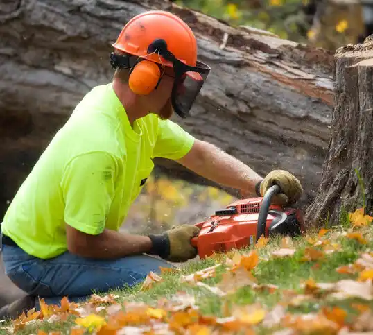 tree services Cuyamungue